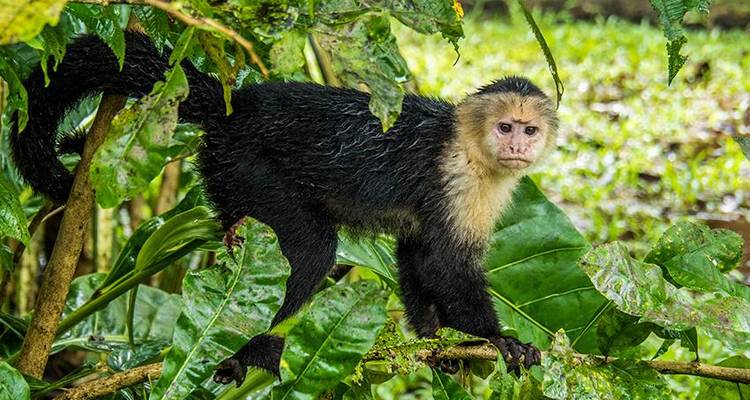 Aventure dans le parc national de Tortuguero 3D/2N - Bamba Travel 4