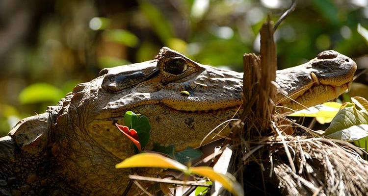 Aventure dans le parc national de Tortuguero 3D/2N - Bamba Travel 6