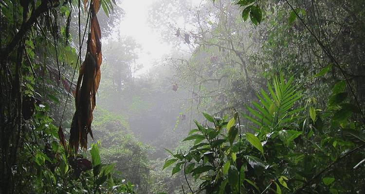 Aventure dans le parc national de Tortuguero 3D/2N - Bamba Travel 7