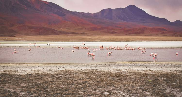 Flamencos en un lago poco profundo con montañas en el fondo.