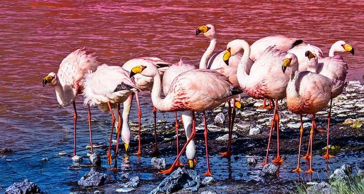 Aventure dans le désert et les salines d'Uyuni 4J/3N - d'Atacama à Atacama - Bamba Travel 1