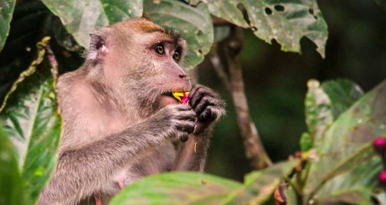 Sandakan Orangutan Experience 4D/3N - Bamba Travel 6
