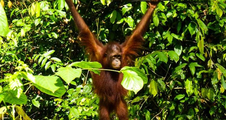 Expérience Sandakan Orangutan 4J/3N - Bamba Travel 10