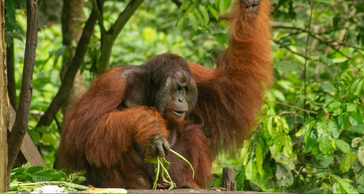 Een majestueuze orang-oetan met roodachtig haar zit tussen weelderig groen gebladerte, met begroeiing in één hand.