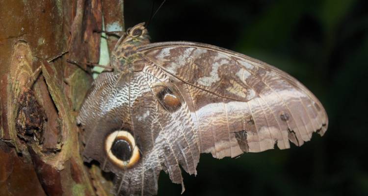 Gros plan d'un papillon aux ailes usées sur un arbre.