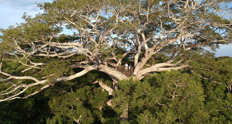 Une vue aérienne de deux personnes se tenant sur une plateforme d'observation située haut dans les branches d'un immense arbre de la forêt tropicale.