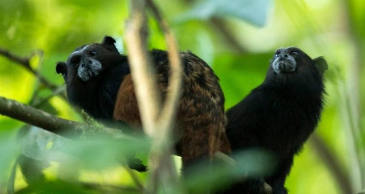 Puerto Maldonado Amazon Eco- Lodge 4J/3N - de Puerto Maldonado - Bamba Travel 1