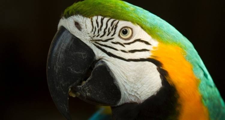 Puerto Maldonado Amazon Eco- Lodge 4J/3N - de Puerto Maldonado - Bamba Travel 4