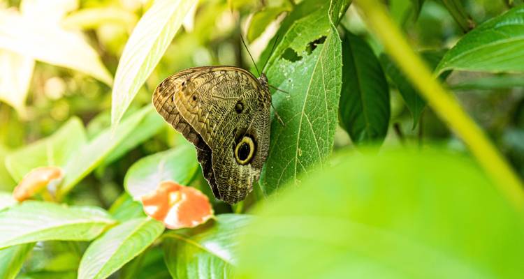 Schmetterling ruht auf einem Blatt in einem Wald.
