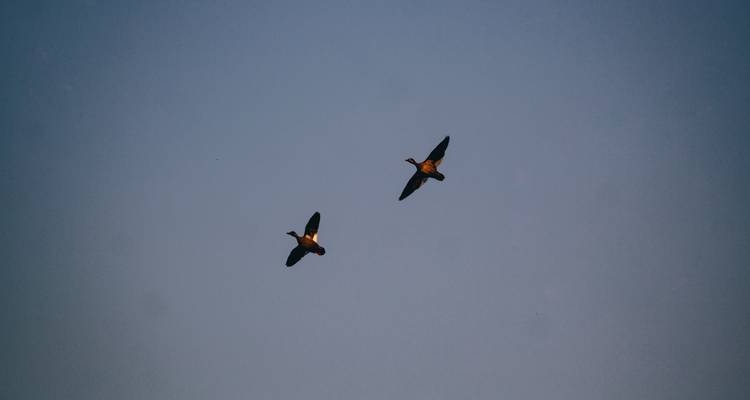 Zwei Vögel fliegen gegen einen klaren Himmel.