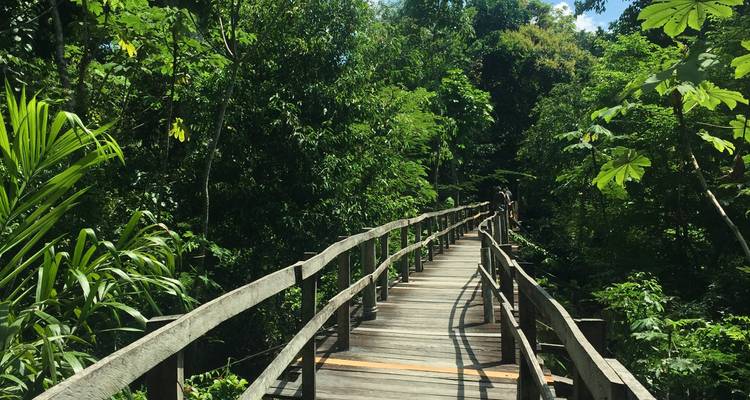 Hölzerner Gehweg, der sich durch den dichten Amazonas-Regenwald unter hellem Tageslicht schlängelt