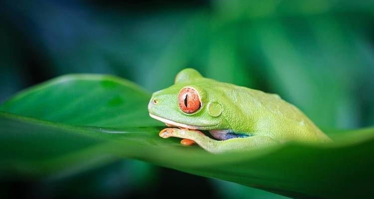 Costa Rica Circuit Travel Pass - Bamba Travel 5