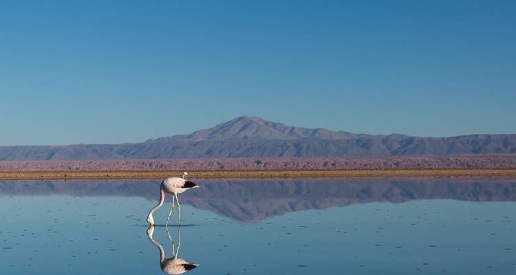 Flamant rose solitaire pataugeant dans un lagon parfaitement calme avec un paysage montagneux se reflétant dans l'eau.
