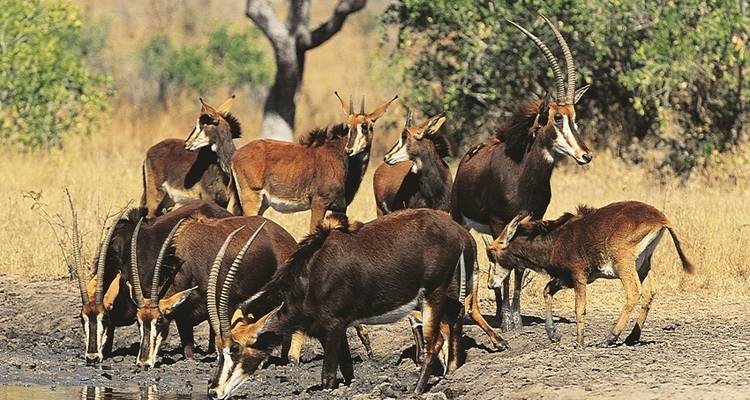 23 jours - Kruger, chutes Victoria et Zanzibar - camping - Acacia Adventure Holidays 4