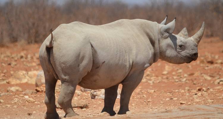 12 días Etosha y delta del Okavango exprés - campamento - Acacia Adventure Holidays 4