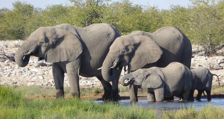 7 jours de Victoria Falls à Kruger - Camping - Acacia Adventure Holidays 2