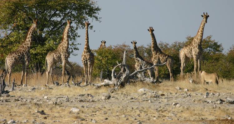 Namibie : Des chutes Victoria à Windhoek - Sunway Safaris 2