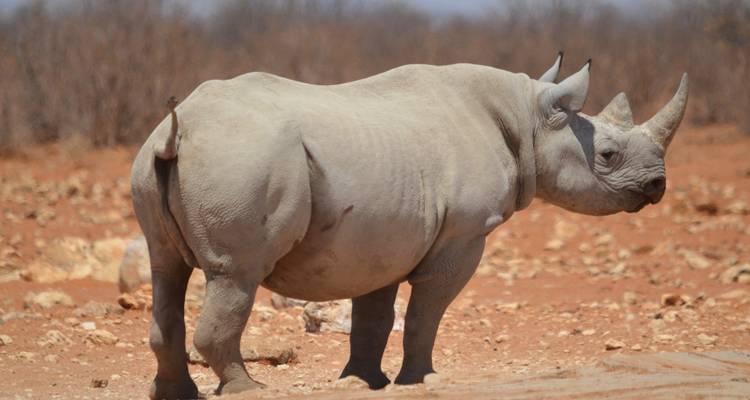 Namibie Botswana Désert et Delta - Sunway Safaris 7