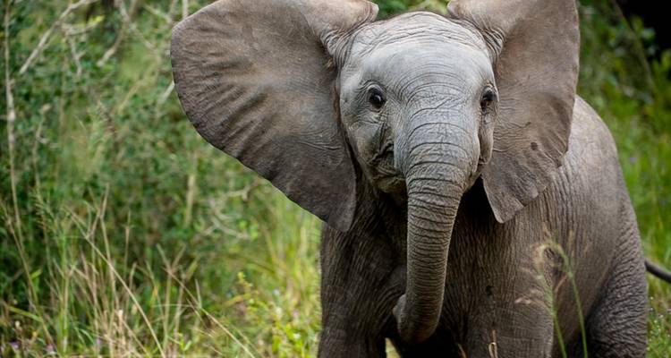 Ruta de caza de Zimbabue y Botsuana - Sunway Safaris 2
