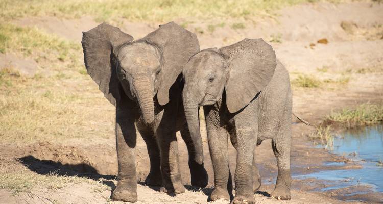 Ruta de caza de Zimbabue y Botsuana - Sunway Safaris 1