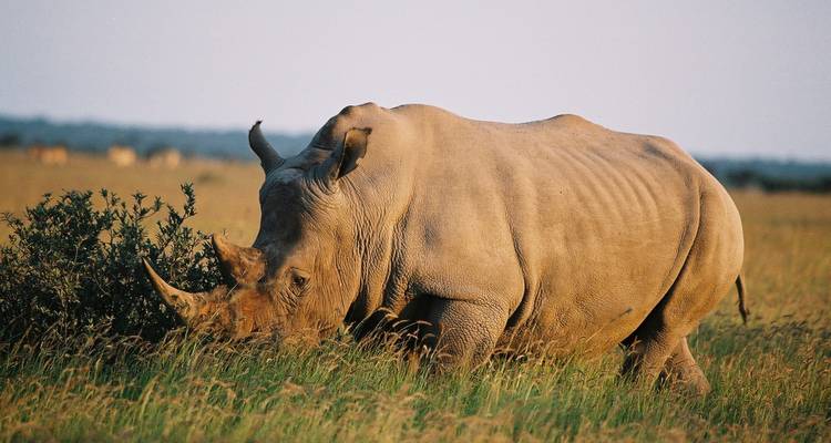Ruta de caza de Zimbabue y Botsuana - Sunway Safaris 7