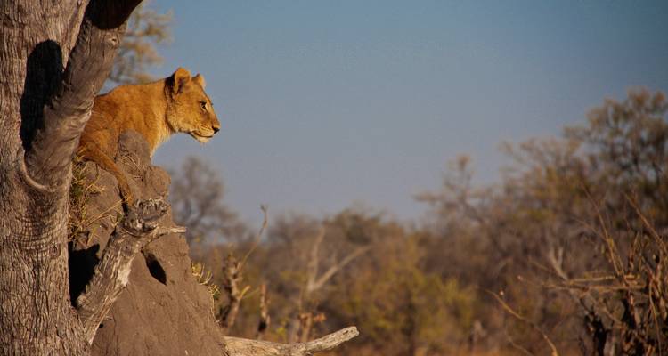 Parques Salvajes de Botsuana (Inicio en Maun) - Sunway Safaris 1
