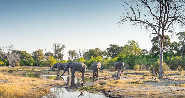 Parques Salvajes de Botsuana (Inicio en Maun) - Sunway Safaris 2