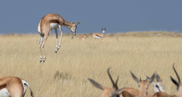 De Cabo a Namibia - Gran Explorador - Sunway Safaris 10
