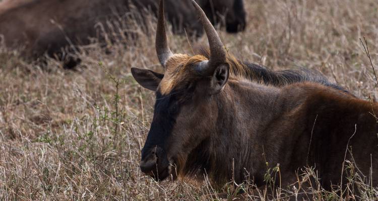 Marcher en Afrique du Sud - Sunway Safaris 4