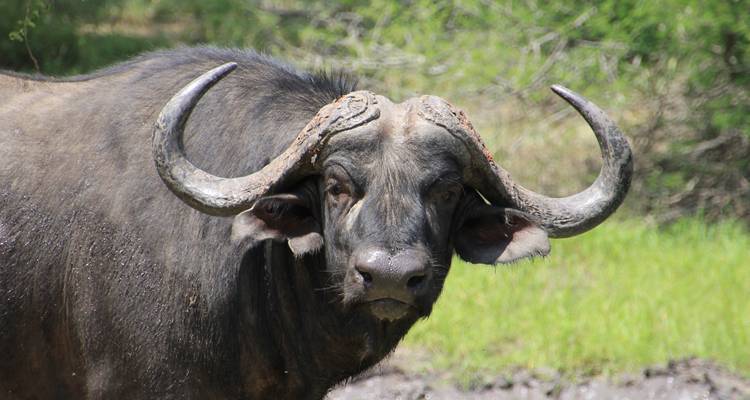Portrait of a buffalo with large horns
