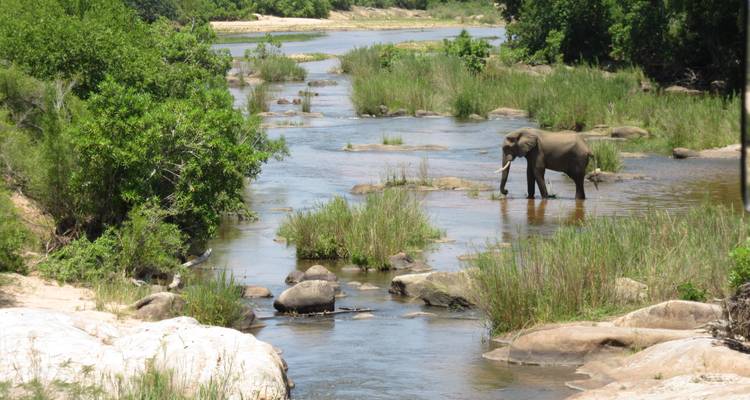An elephant standing in a river with greenery around.