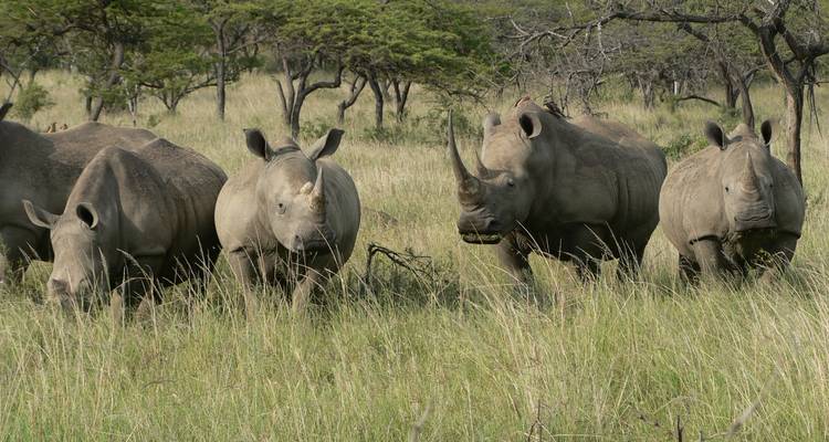 Group of rhinos grazing in a lush area.