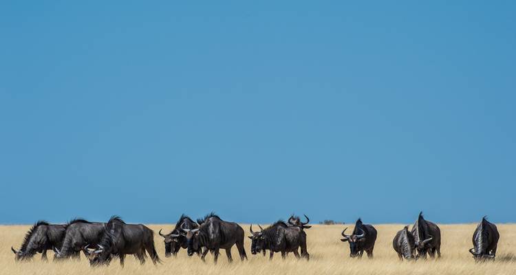 Desierto de Namibia y Caprivi - Sunway Safaris 6