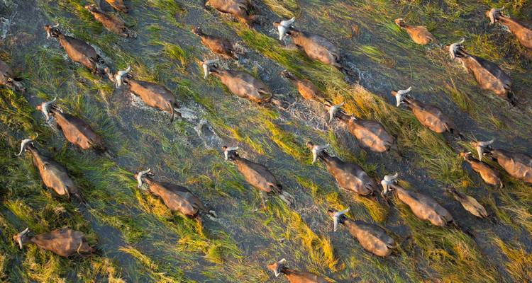 Rastreador de caza en Zimbabue y Botsuana - Sunway Safaris 2
