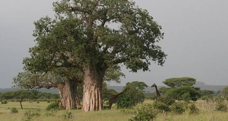 Circuito de un día - Parque Nacional de Tarangire - Sed Adventures Tours and Safaris 3
