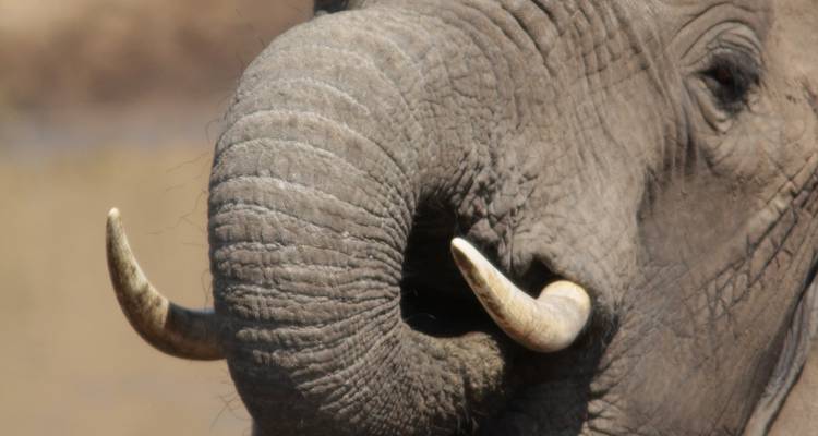 Close-up of an elephant's face and tusks.