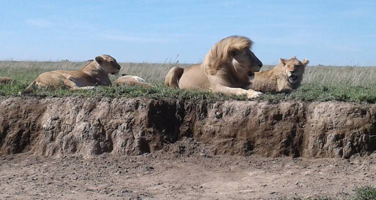 Group of lions resting on a savannah.