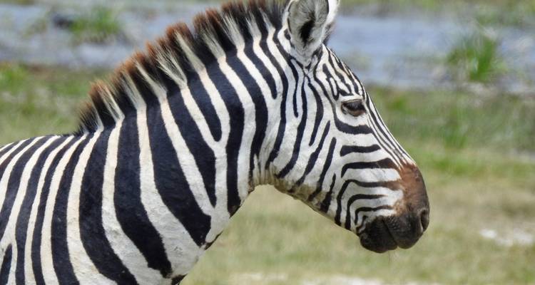 Zebra in profile with blurred vegetation background.