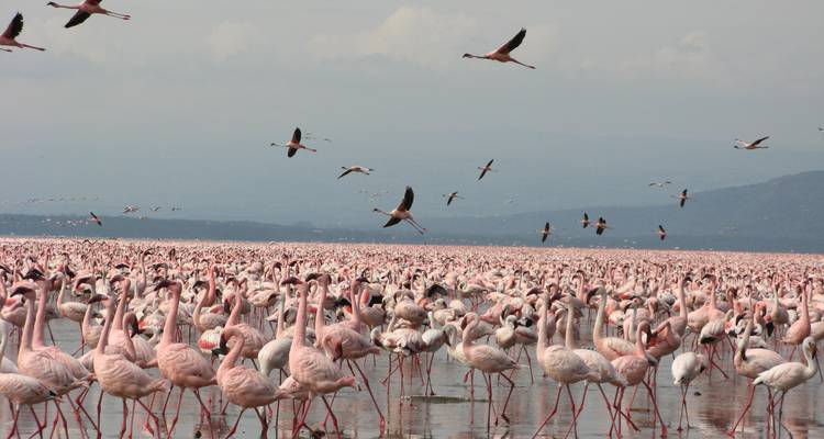 Flock of flamingos wading in water with hills in the background.