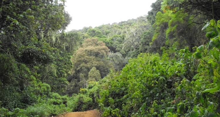 Lush green forest path with dense foliage.