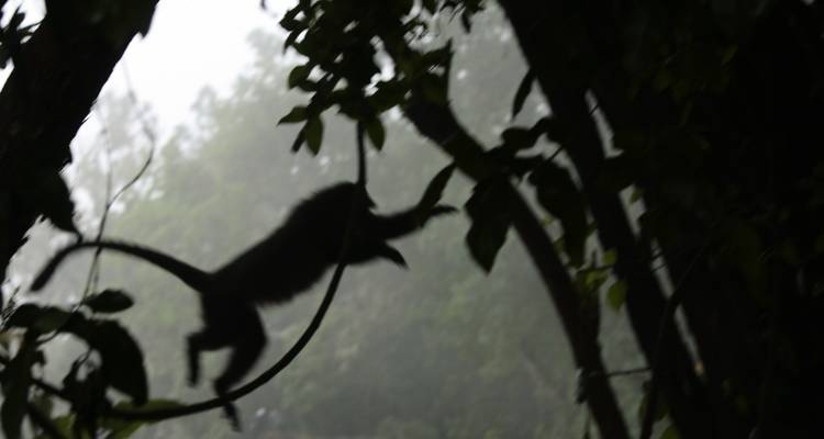 Silhouette of a monkey swinging between trees.