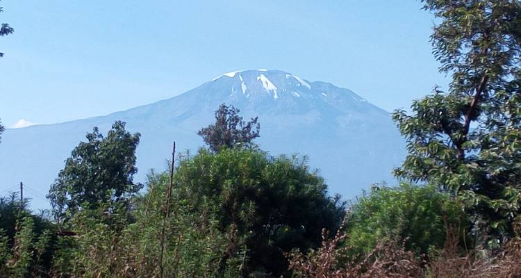 Distant mountain with visible snow cap, surrounded by trees.