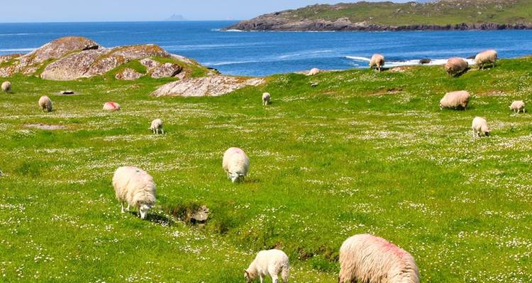 Pastoral scene with sheep grazing on a grassy field near the ocean.