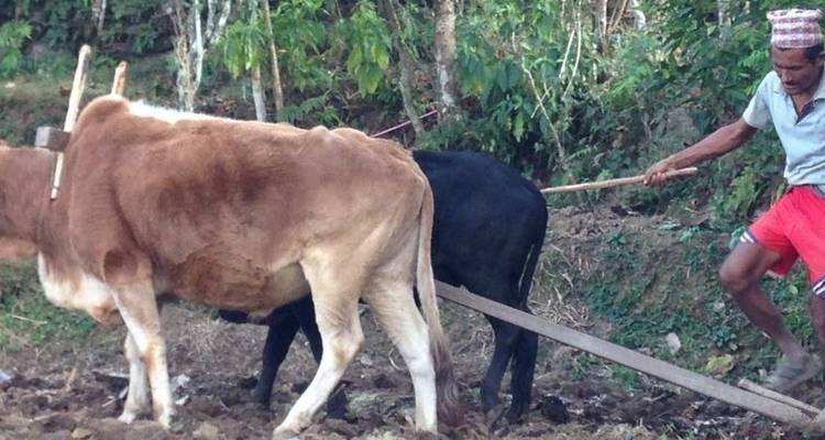 10 jours de visite d'une communauté d'agriculteurs au Népal - Nepal Hiking Pvt. Ltd. 8