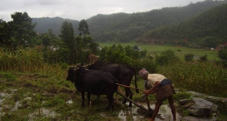 06 days Royal Mini Trek in foothill of Annapurna - Nepal Hiking Pvt. Ltd. 3