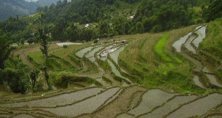 06 days Royal Mini Trek in foothill of Annapurna - Nepal Hiking Pvt. Ltd. 6