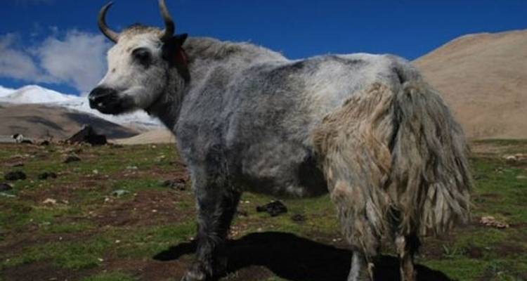 08 days Tour from Lhasa to Everest Base Camp and drive to Kathmandu via Kerung - Nepal Hiking Pvt. Ltd. 4