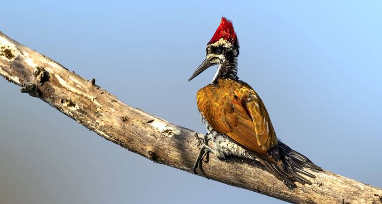 03 days Chitwan Jungle Safari - Nepal Hiking Pvt. Ltd. 7