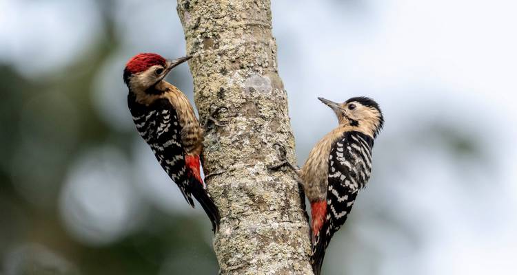 03 days Chitwan Jungle Safari - Nepal Hiking Pvt. Ltd. 3