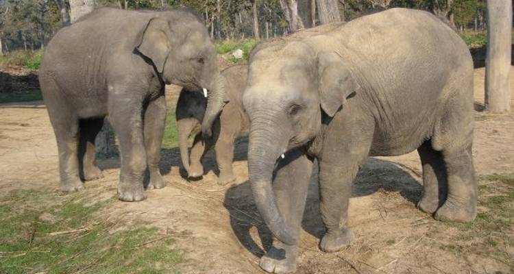 Chitwan Jungle Safari - 3 jours - Nepal Hiking Pvt. Ltd. 10